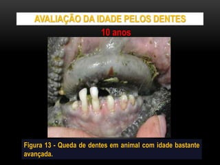 AVALIAÇÃO DA IDADE PELOS DENTES
Figura 13 - Queda de dentes em animal com idade bastante
avançada.
10 anos
 