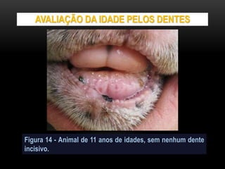 AVALIAÇÃO DA IDADE PELOS DENTES
Figura 14 - Animal de 11 anos de idades, sem nenhum dente
incisivo.
 