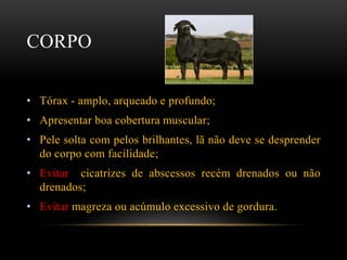 CORPO
• Tórax - amplo, arqueado e profundo;
• Apresentar boa cobertura muscular;
• Pele solta com pelos brilhantes, lã não deve se desprender
do corpo com facilidade;
• Evitar cicatrizes de abscessos recém drenados ou não
drenados;
• Evitar magreza ou acúmulo excessivo de gordura.
 