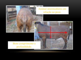 Animal intermediário em
relação ao peso.
Bom comprimento e
profundidade.
 