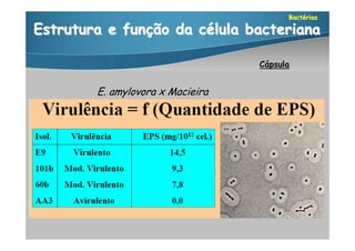 Bactérias

Estrutura e função da célula bacteriana

                                  Cápsula


        E. amylovora x Macieira
 