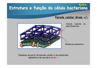 Bactérias

Estrutura e função da célula bacteriana

                                       Parede celular Gram +/-

                                                 Camada espessa     de
                                                 peptideoglicano




                                                 Membrana plasmática




    Esquema de parte da parede celular e da membrana
             plasmática de bactéria Gram +
 