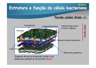 Bactérias

Estrutura e função da célula bacteriana

                                                  Parede celular Gram +/-

                    Fosfolipídios                        Camada lipoprotéica




                                                                                 Parede celular
                                    Lipopolissacarídeo
                                                         externa, espessa
         Proteína




                                                     Camada de peptideoglicano



Lipoproteínas

                                                           Membrana plasmática

      Esquema de parte da parede celular e da
      membrana plasmática de bactéria Gram -
 