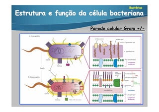 Bactérias

Estrutura e função da célula bacteriana

                      Parede celular Gram +/-
 