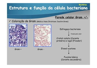 Bactérias

Estrutura e função da célula bacteriana

                                            Parede celular Gram +/-
 Coloração de Gram (Médico Hans Christioan Joachin Gram)

                                                Esfregaço bacteriano

                                                            fixado pelo calor


                                             Cristal violeta (Corante
                                             primário) e lugol (Fixador)



     Gram +                Gram -                 Etanol-acetona



                                                     Fucsina básica
                                                  (Corante secundário)
 