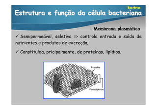 Bactérias

Estrutura e função da célula bacteriana

                                       Membrana plasmática
 Semipermeável, seletiva => controla entrada e saída de
nutrientes e produtos de excreção;

 Constituída, pricipalmente, de proteínas, lipídios,
 