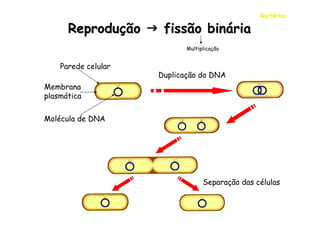 Bactérias

      Reprodução  fissão binária
                            Multiplicação


    Parede celular
                     Duplicação do DNA
Membrana
plasmática


Molécula de DNA




                                  Separação das células
 