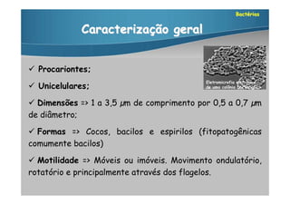 Bactérias


            Caracterização geral


 Procariontes;
                                           Eletromicrofia eletrônica
 Unicelulares;                            de uma colônia bacteriana



 Dimensões => 1 a 3,5 µm de comprimento por 0,5 a 0,7 µm
de diâmetro;

 Formas => Cocos, bacilos e espirilos (fitopatogênicas
comumente bacilos)

 Motilidade => Móveis ou imóveis. Movimento ondulatório,
rotatório e principalmente através dos flagelos.
 