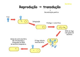 Bactérias

                   Reprodução  transdução
                                                Recombinação genética


Fago


                                 Integração
                                                    Profago => ciclo lítico




                                                                              DNA do fago
                                                                              com genes da
                                                                                bactéria


       Genes de outra bactéria
         são introduzidos e        O fago infecta
         integrados ao DNA         nova bactéria.
       da bactéria hospedeira.
 