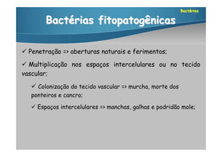 Bactérias

        Bactérias fitopatogênicas

 Penetração => aberturas naturais e ferimentos;

 Multiplicação nos espaços intercelulares ou no tecido
vascular;

    Colonização do tecido vascular => murcha, morte dos
   ponteiros e cancro;

    Espaços intercelulares => manchas, galhas e podridão mole;
 