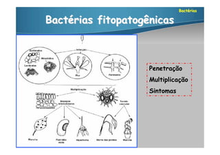 Bactérias

Bactérias fitopatogênicas



                    Penetração
                    Multiplicação
                    Sintomas
 