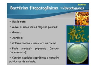 Bactérias

Bactérias fitopatogênicas Pseudomonas


 Bacilo reto;

 Móvel => um a vários flagelos polares;

 Gram -;

 Aeróbio;

 Colônia branca, cinza claro ou creme

 Pode produzir      pigmento    (verde-
fluorescente);

 Contém espécies saprófitas e também
patógenos de animais.
 