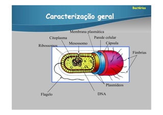 Bactérias


   Caracterização geral

                   Membrana plasmática
      Citoplasma                Parede celular
                   Mesossomo           Cápsula
Ribossomos
                                                      Fímbrias




                                         Plasmídeos

 Flagelo                          DNA
 
