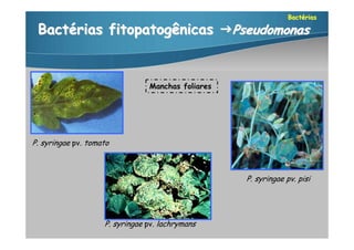 Bactérias

 Bactérias fitopatogênicas Pseudomonas


                                Manchas foliares




P. syringae pv. tomato



                                                   P. syringae pv. pisi




                    P. syringae pv. lachrymans
 