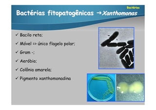 Bactérias

Bactérias fitopatogênicas Xanthomonas


 Bacilo reto;

 Móvel => único flagelo polar;

 Gram -;

 Aeróbio;

 Colônia amarela;

 Pigmento xanthomonadina
 