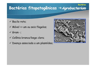 Bactérias

Bactérias fitopatogênicas Agrobacterium


 Bacilo reto;

 Móvel => um ou seis flagelos;

 Gram -;

 Colônia branca/bege clara;

 Doença associada a um plasmídeo;
 