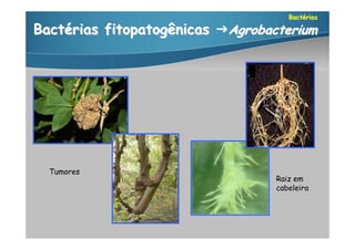 Bactérias

Bactérias fitopatogênicas Agrobacterium




  Tumores
                                  Raiz em
                                  cabeleira
 
