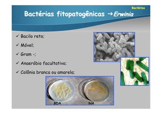 Bactérias

    Bactérias fitopatogênicas Erwinia


 Bacilo reto;

 Móvel;

 Gram -;

 Anaeróbio facultativo;

 Colônia branca ou amarela;




                  BDA          NA
 