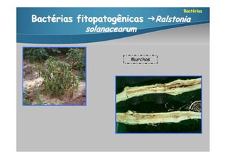 Bactérias

Bactérias fitopatogênicas Ralstonia
            solanacearum


                      Murchas
 