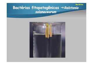 Bactérias

Bactérias fitopatogênicas Ralstonia
            solanacearum
 