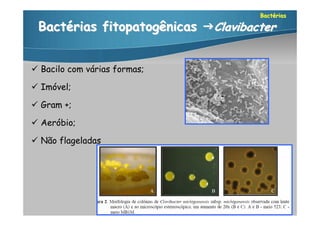 Bactérias

 Bactérias fitopatogênicas Clavibacter


 Bacilo com várias formas;

 Imóvel;

 Gram +;

 Aeróbio;

 Não flageladas
 