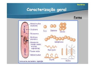 Bactérias


Caracterização geral
                       Forma
 