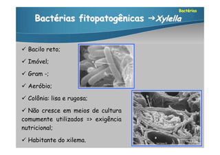 Bactérias

     Bactérias fitopatogênicas Xylella


 Bacilo reto;

 Imóvel;

 Gram -;

 Aeróbio;

 Colônia: lisa e rugosa;

 Não cresce em meios de cultura
comumente utilizados => exigência
nutricional;

 Habitante do xilema.
 