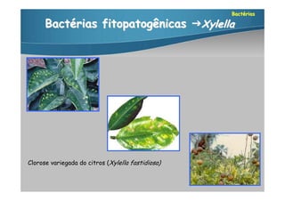 Bactérias

      Bactérias fitopatogênicas Xylella




Clorose variegada do citros (Xylella fastidiosa)
 