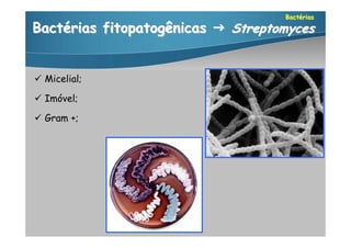 Bactérias

Bactérias fitopatogênicas  Streptomyces


 Micelial;

 Imóvel;

 Gram +;
 