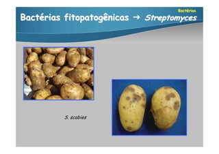 Bactérias

Bactérias fitopatogênicas  Streptomyces




          S. scabies
 