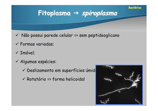 Bactérias

            Fitoplasma  spiroplasma


 Não possui parede celular => sem peptideoglicano

 Formas variadas;

 Imóvel;

 Algumas espécies:

    Deslizamento em superfícies úmidas;

    Rotatório => forma helicoidal
 