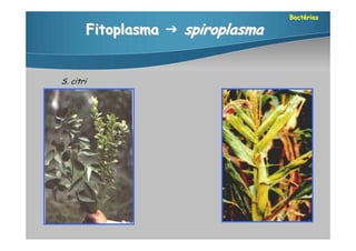 Bactérias

       Fitoplasma  spiroplasma


S. citri
 