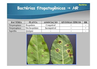 Bactérias

Bactérias fitopatogênicas  HR




       HR +          HR -
 