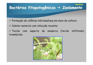 Bactérias

Bactérias fitopatogênicas  Isolamento


 Formação de colônias individualizas em meio de cultura;

 Coletar material com infecção recente;

 Tecido com     aspecto   de   anasarca   (tecido   infiltrado)
translúcido;
 