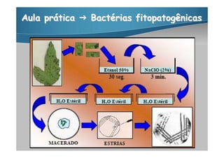 Aula prática  Bactérias fitopatogênicas
 