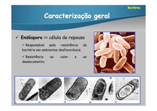 Bactérias


               Caracterização geral


 Endósporo => célula de repouso
    Responsável   pela   resistência da
   bactéria em ambientes desfavoráveis;

    Resistência   ao   calor    e   ao
   dessecamento;
 