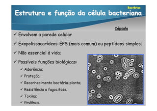 Bactérias

Estrutura e função da célula bacteriana

                                              Cápsula
 Envolvem a parede celular

 Exopolissacarídeos-EPS (mais comum) ou peptídeos simples;

 Não essencial à vida;

 Possíveis funções biológicas:
    Aderência;
    Proteção;
    Reconhecimento bactéria-planta;
    Resistência a fagocitose;
    Toxina;
    Virulência.
 