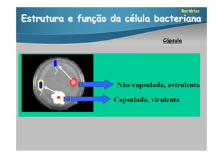 Bactérias

Estrutura e função da célula bacteriana

                              Cápsula
 