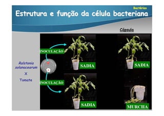 Bactérias

Estrutura e função da célula bacteriana

                              Cápsula




  Ralstonia
solanacearum
     X
  Tomate
 