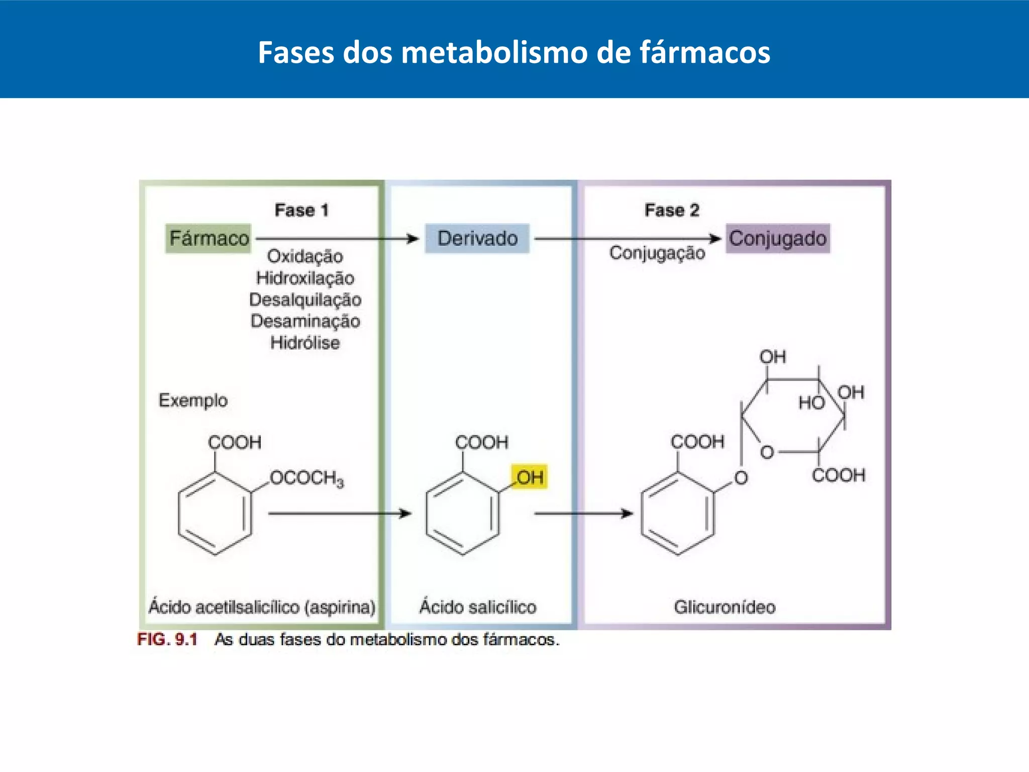 aula-farmacologia-b-sica-metabolismo-e-elimina-o-de-f-rmacos-ppt