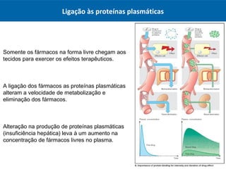 Ligação às proteínas plasmáticas
Somente os fármacos na forma livre chegam aos
tecidos para exercer os efeitos terapêuticos.
A ligação dos fármacos as proteínas plasmáticas
alteram a velocidade de metabolização e
eliminação dos fármacos.
Alteração na produção de proteínas plasmáticas
(insuficiência hepática) leva à um aumento na
concentração de fármacos livres no plasma.
 