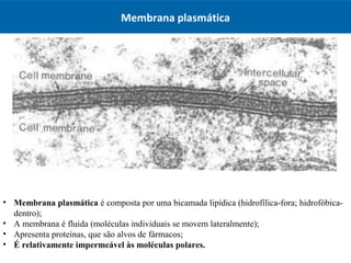 Membrana plasmática
• Membrana plasmática é composta por uma bicamada lipídica (hidrofílica-fora; hidrofóbica-
dentro);
• A membrana é fluida (moléculas individuais se movem lateralmente);
• Apresenta proteínas, que são alvos de fármacos;
• É relativamente impermeável às moléculas polares.
 