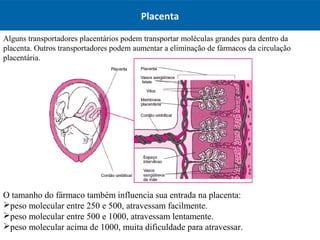O tamanho do fármaco também influencia sua entrada na placenta:
peso molecular entre 250 e 500, atravessam facilmente.
peso molecular entre 500 e 1000, atravessam lentamente.
peso molecular acima de 1000, muita dificuldade para atravessar.
Placenta
Alguns transportadores placentários podem transportar moléculas grandes para dentro da
placenta. Outros transportadores podem aumentar a eliminação de fármacos da circulação
placentária.
 