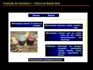 Produção de Hortaliças I - Cultura da Batata-doce
 