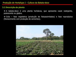  A batata-doce é uma planta herbácea, que apresenta caule rastejante,
pubescente ou glabra.
 Ciclo – fase vegetativa (produção de fotoassimilados) e fase reprodutiva
(florescimento com produção de sementes).
3.2 Descrição da planta
Produção de Hortaliças I - Cultura da Batata-doce
 