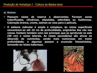 a) Raízes:
 Possuem raízes de reserva e absorventes. Formam zonas
tuberificadas, cilíndricas, elipsóides, esferóides ou fusiformes.
Coloração branca, creme, salmon ou roxa para a película.
 O sistema radicular é amplo e complexo. As raízes superficiais
concentram-se até 10 cm de profundidade, originárias dos nós nas
ramas. Existem também uma raiz principal, que se aprofunda no solo
(90 cm) e raízes laterais. As raízes secundárias são ativas na
absorção de nutrientes, sendo mais numerosas em maior
profundidade, e algumas passam a acumular fotossintatos,
tornando-se raízes tuberosas.
Produção de Hortaliças I - Cultura da Batata-doce
 