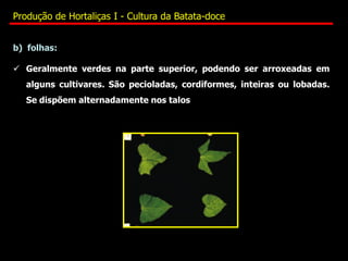 b) folhas:
 Geralmente verdes na parte superior, podendo ser arroxeadas em
alguns cultivares. São pecioladas, cordiformes, inteiras ou lobadas.
Se dispõem alternadamente nos talos
Produção de Hortaliças I - Cultura da Batata-doce
 
