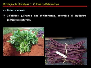 c) Talos ou ramas:
 Cilíndricos (variando em comprimento, coloração e espessura
conforme o cultivar).
Produção de Hortaliças I - Cultura da Batata-doce
 