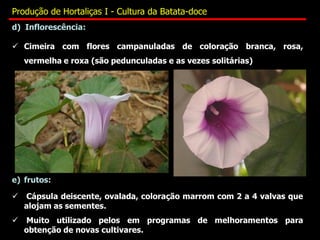 d) Inflorescência:
 Cimeira com flores campanuladas de coloração branca, rosa,
vermelha e roxa (são pedunculadas e as vezes solitárias)
e) frutos:
 Cápsula deiscente, ovalada, coloração marrom com 2 a 4 valvas que
alojam as sementes.
 Muito utilizado pelos em programas de melhoramentos para
obtenção de novas cultivares.
Produção de Hortaliças I - Cultura da Batata-doce
 