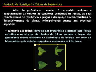 Além da preferência popular, é necessário conhecer a
adaptabilidade da cultivar às condições climáticas da região, as suas
características de resistência a pragas e doenças, e as características de
desenvolvimento da planta, principalmente quanto aos seguintes
aspectos:
 Tamanho das folhas: deve-se dar preferência a plantas com folhas
estreitas e recortadas. As plantas de folhas grandes e largas são
geralmente menos eficientes na assimilação de energia por meio da
fotossíntese, pois as folhas superiores sombreiam as inferiores.
Produção de Hortaliças I - Cultura da Batata-doce
 